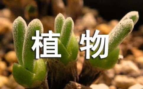 植物谜语大全及答案-资源网