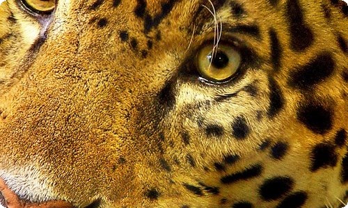 预算员工作总结-资源网