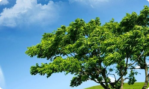 幼儿园重阳节活动策划-资源网
