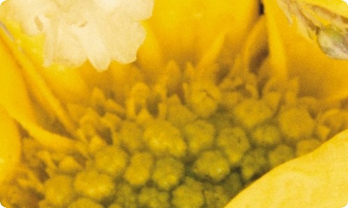 高三班主任工作计划(15篇)-资源网