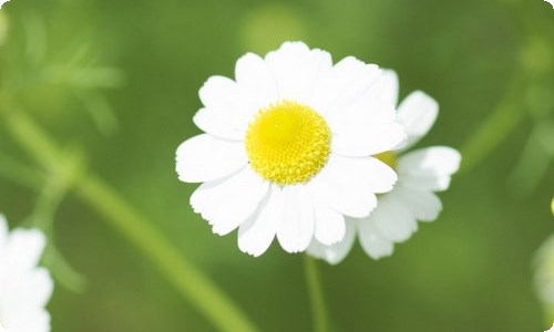 幼儿园圣诞节亲子活动策划-资源网