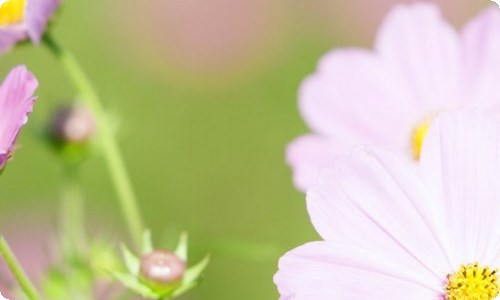小学教师工作计划15篇-资源网