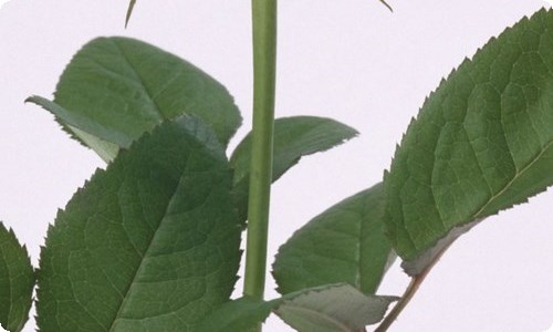 精选爱心募捐倡议书汇编7篇-资源网