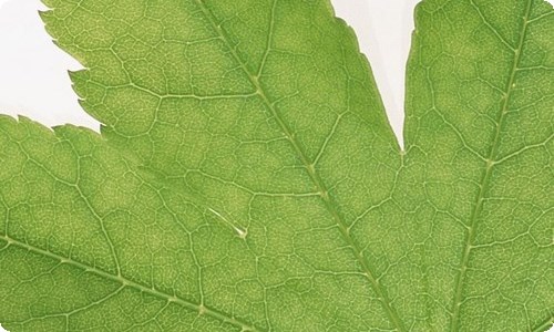 实用的主题活动策划9篇-资源网