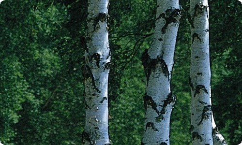 中班半日活动策划-资源网