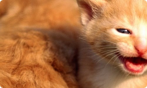 《姜子牙》观后感-资源网