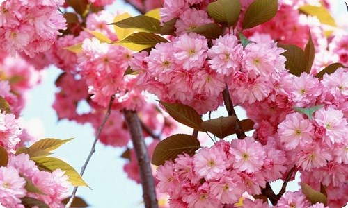 《窃读记》教学设计-资源网