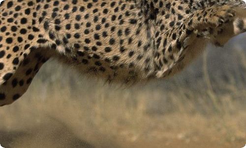 行道树说课稿-资源网