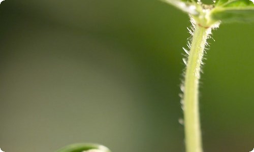 故乡读后感-资源网