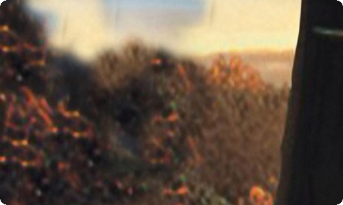 一条狗的使命观后感-资源网