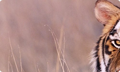 《丁丁历险记》读书心得-资源网