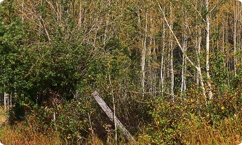 初中的校园作文300字-资源网