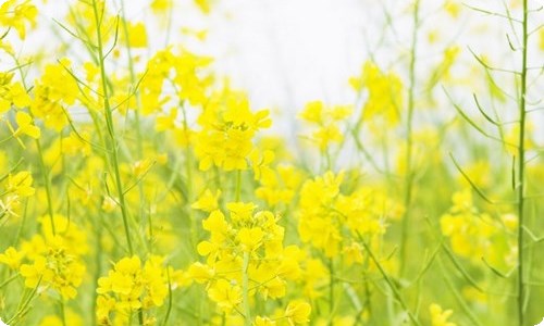 有关小学生国旗下的演讲稿范文七篇-资源网