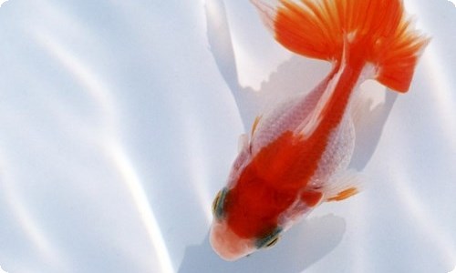 五年级语文课堂教学设计-资源网