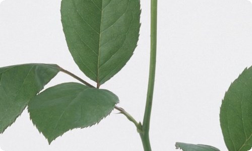 《简爱》读后感(精选15篇)-资源网