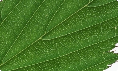 【精】毕业自我鉴定-资源网