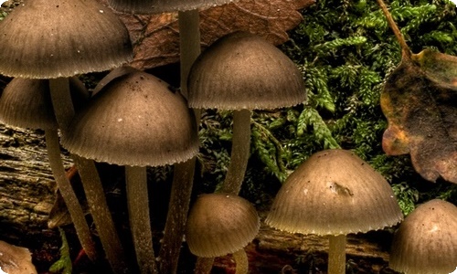 开学典礼发言稿(汇编15篇)-资源网
