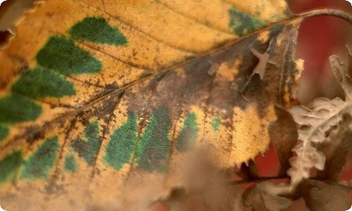 人教版六年级数学下册第二单元《生活与百分数》教案-资源网