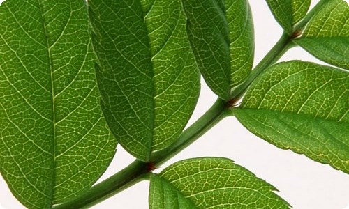 应届毕业生自我评价-资源网