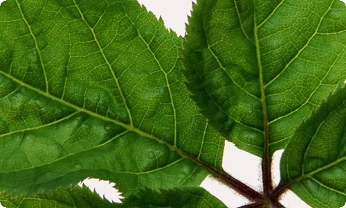 中班语言教案(15篇)-资源网