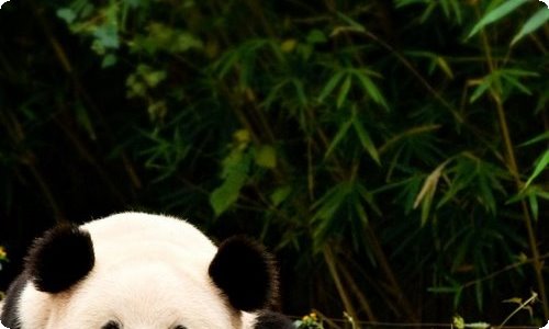 【精选】中班教案集合五篇-资源网
