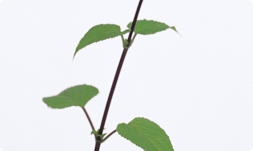 美术教案-资源网