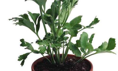 毕业生自我鉴定-资源网