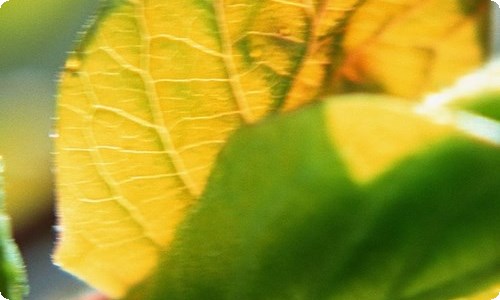 大班教案-资源网