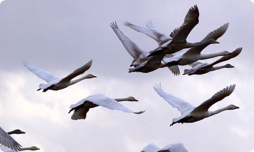 幼儿园优秀教案中班健康活动《使用筷子》-资源网