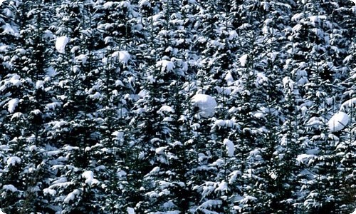 狼来了教案-资源网